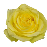 Lemon xpression Roses de jardin d'Equateur Ethiflora